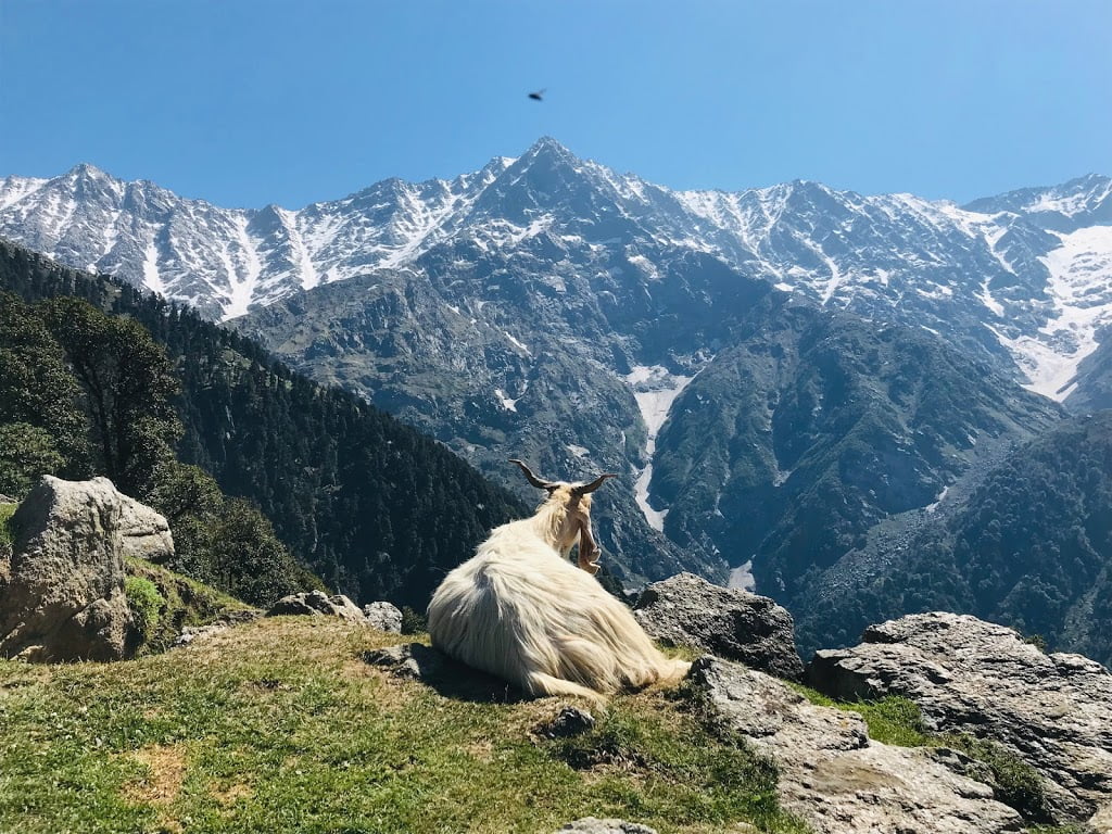 Triund Trek