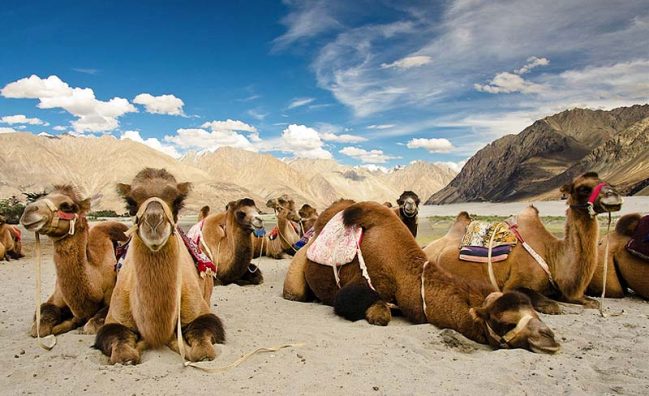 Leh Tour and Camel Safari in Ladakh