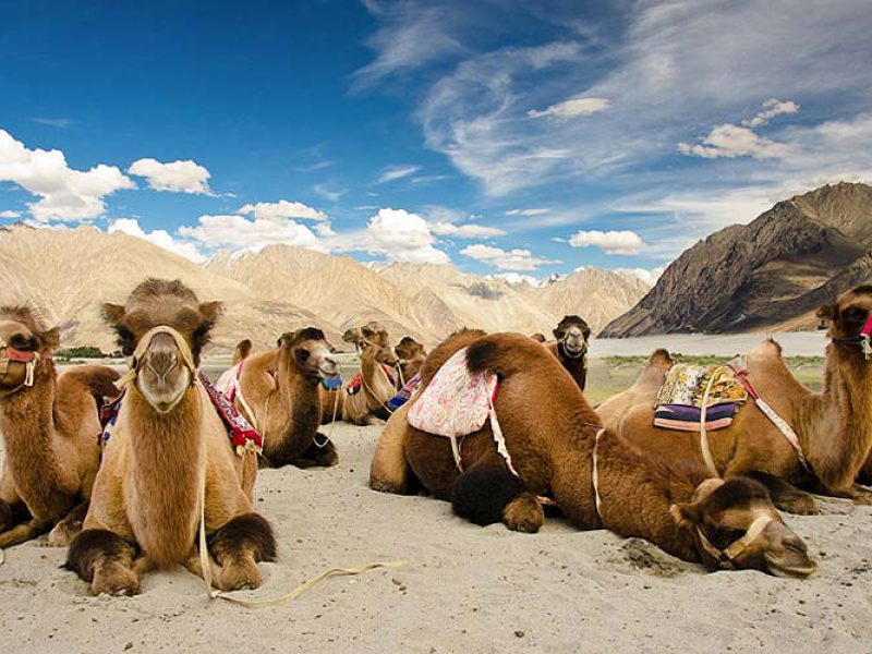 Leh Tour and Camel Safari in Ladakh