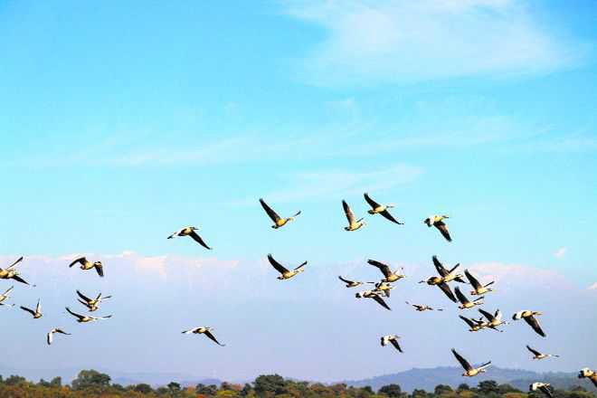 Over 50,000 migratory birds have arrived at HP’s Pong reservoir