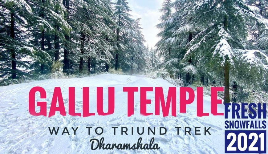 Dharamkot to gallu devi mandir trek//way to triund trek//fresh snowfalls 2021