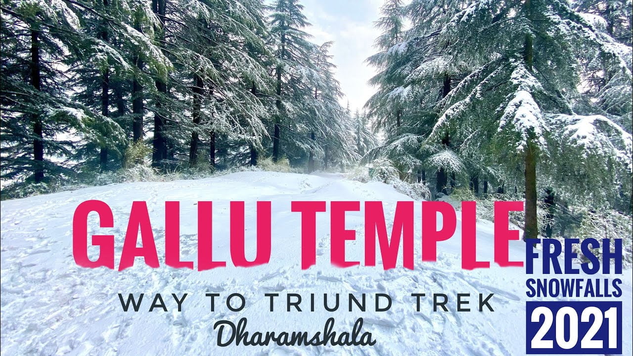 Dharamkot to gallu devi mandir trek//way to triund trek//fresh snowfalls 2021