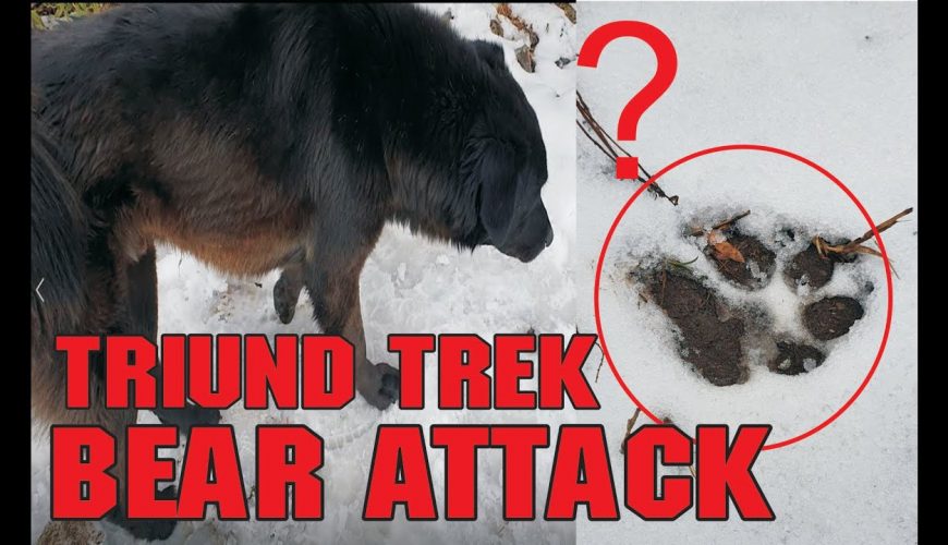 Triund Trek 2021 | Bear Attack Trek Gone Wrong (Part 2)