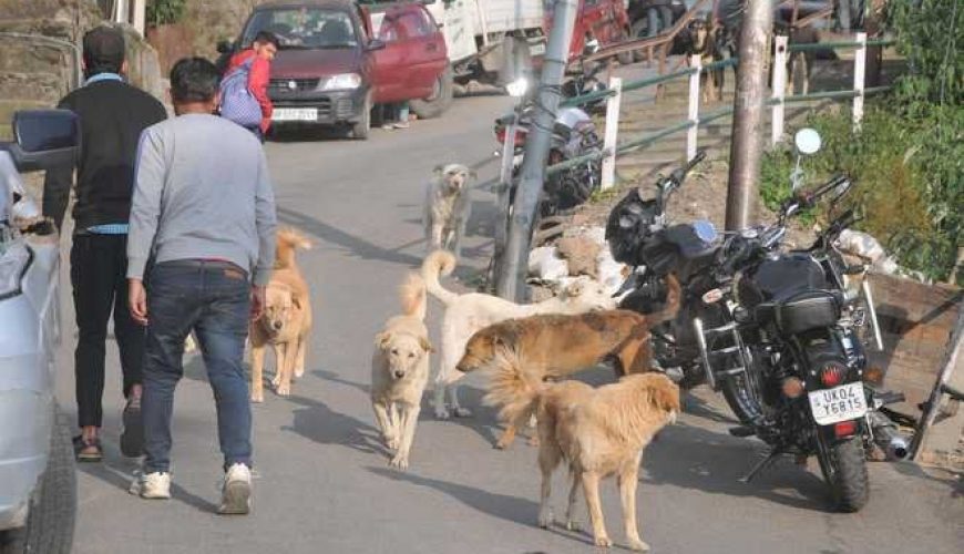 5 come forward to foster stray dogs in Shimla