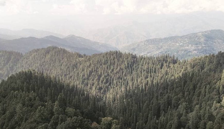 ‘Himachal forest cover up 25% in 24 yrs, spiked by 1000% in Lahaul & Spiti’