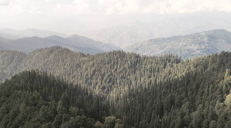 ‘Himachal forest cover up 25% in 24 yrs, spiked by 1000% in Lahaul & Spiti’