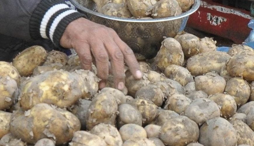 Potatoes growing at high altitude in Himachal to get global attention