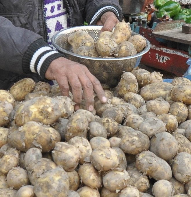 Potatoes growing at high altitude in Himachal to get global attention