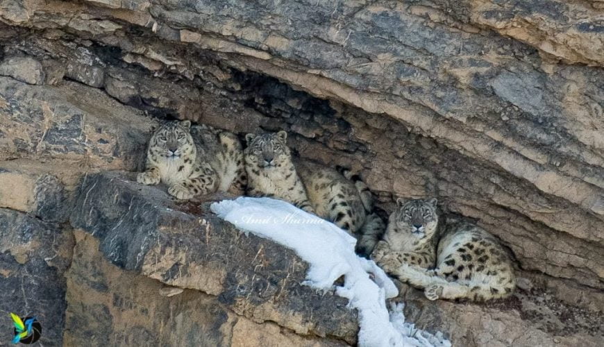 Snow Leopard in Kibber, Spiti valley