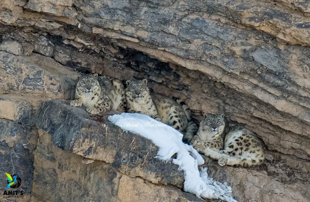 Snow Leopard in Spiti valley