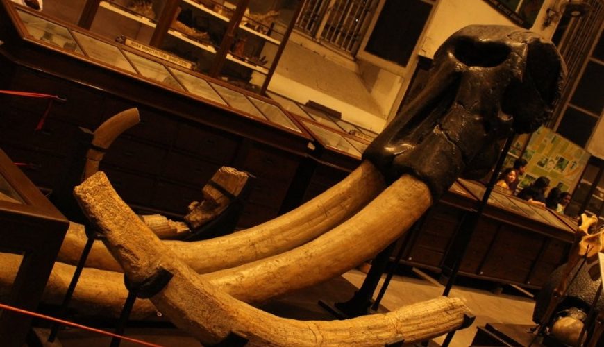 Stegodon ganesa !! A mammal found in Siwalik hills of India during Pliocene. It is one of the largest extinct elephant species. The tusks of these huge mammals were massive as can be seen in the picture. They are ancestors of modern elephants. Kept at the Indian Museum, Kolkata