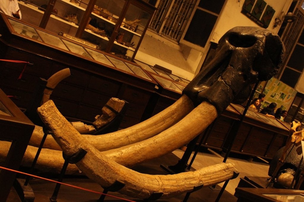 Stegodon ganesa !! A mammal found in Siwalik hills of India during Pliocene. It is one of the largest extinct elephant species. The tusks of these huge mammals were massive as can be seen in the picture. They are ancestors of modern elephants. Kept at the Indian Museum, Kolkata