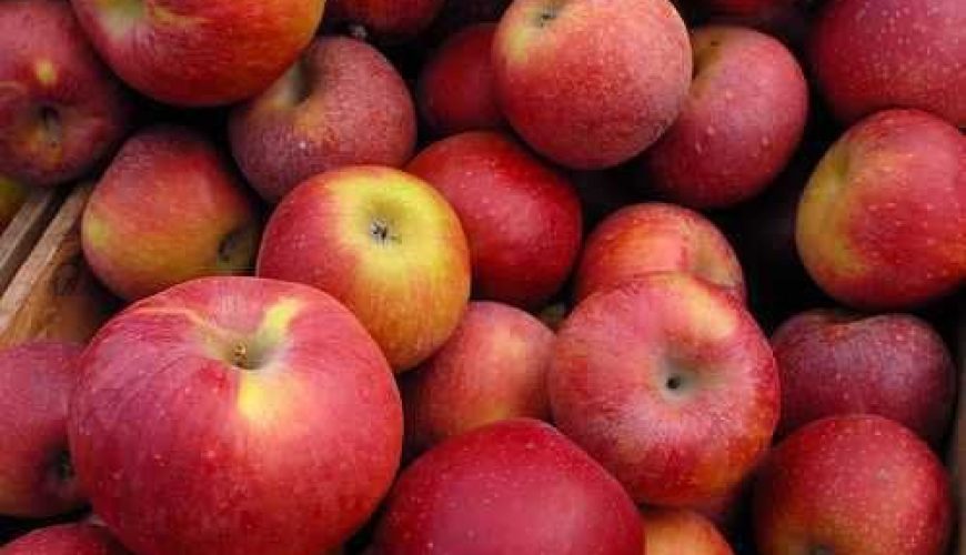 Climate change to reduce apple production in HP, even geoengineering methods to have less impact on output: Study