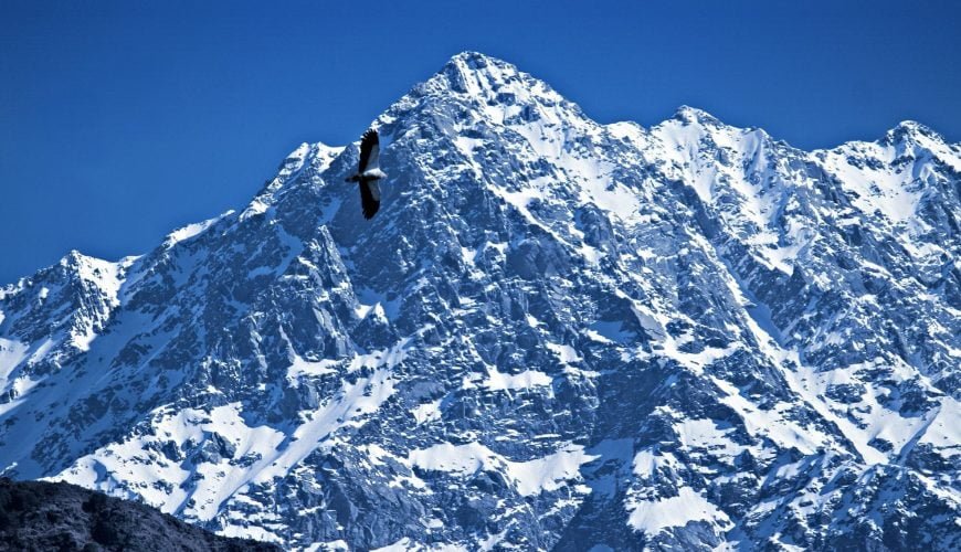 Dhauladhar And The Egyptian Vulture as seen from IndruNag