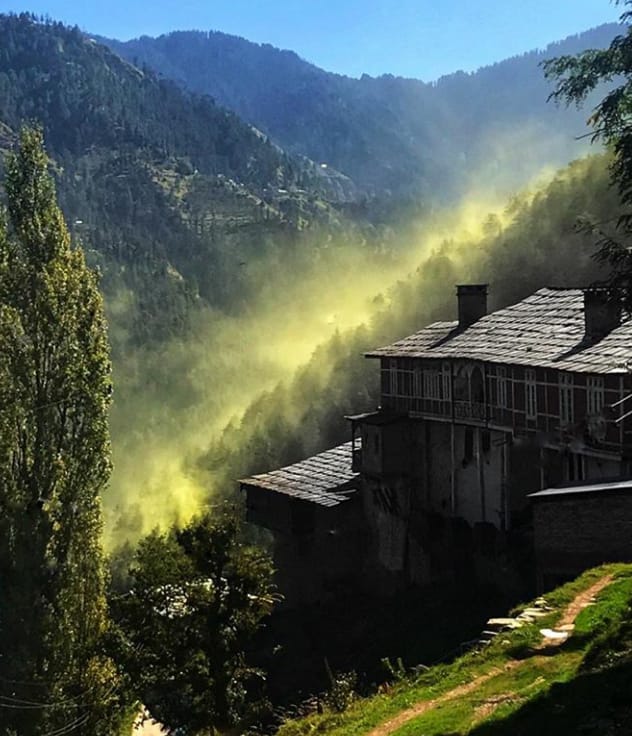 Pollen grains storm in Upper Shimla