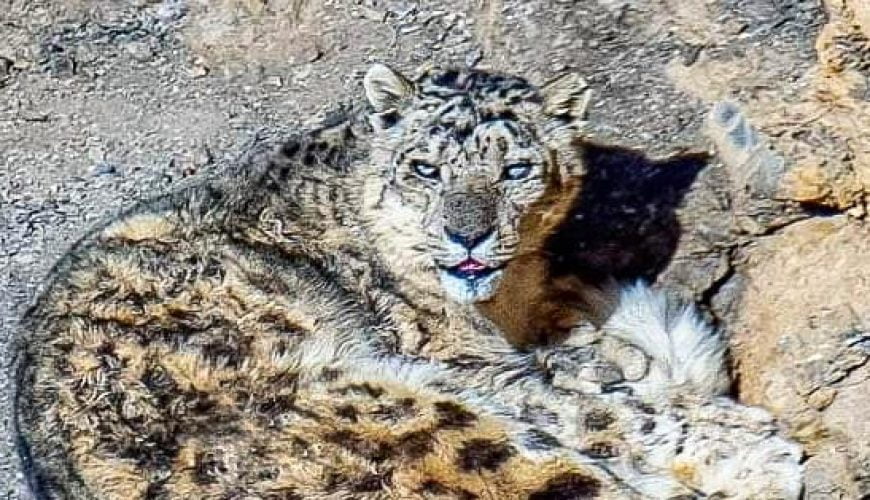 Snow leopard basking in morning sunshine, Kibber wildlife sanctuary, Spiti valley