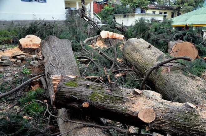 Trees felled by Forest Dept in Forest Dept compound in Dharamsala, HP