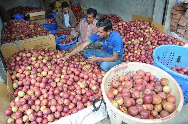 Labour shortage from Nepal may upset Himachal’s applecart